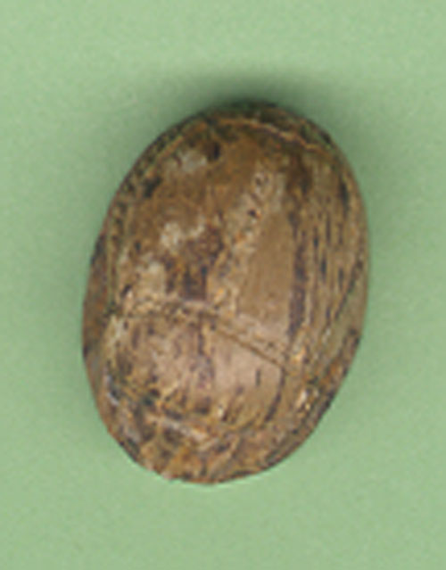 Picture of Scarab